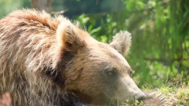 En stor grizzlybjörn sover i skogen. Vild natur. — Stockvideo