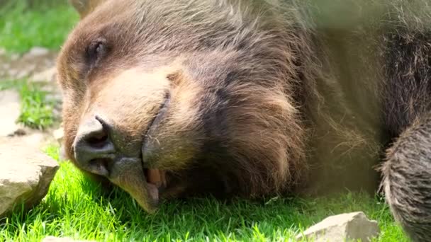 大きなグリズリークマが森の中で眠っています。野生の自然. — ストック動画