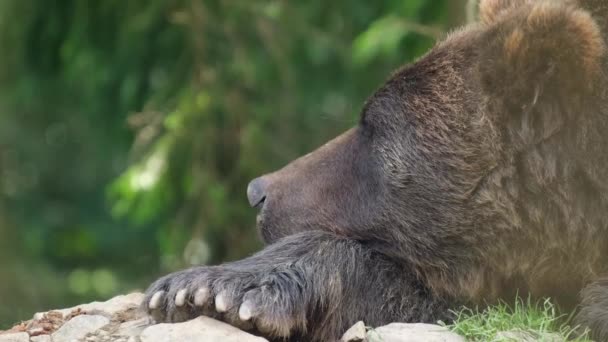 Medvěd Grizzly odpočívá v lesích Aljašky. USA wildlife — Stock video