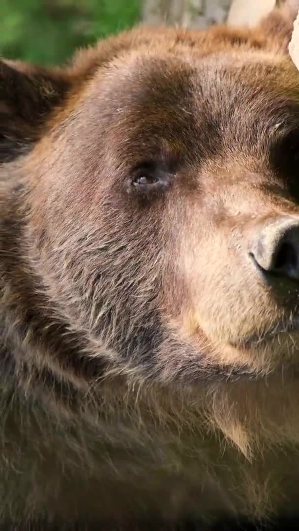 灰熊在阿拉斯加的森林里休息。美国野生动物 — 图库视频影像
