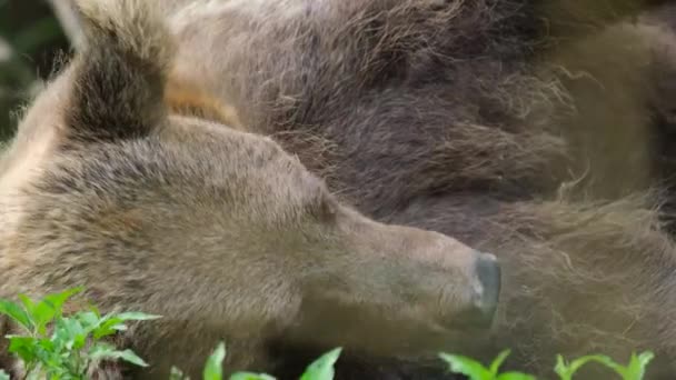 Grizzlybjörnen förbereder sig för vinterdvala i skogen. — Stockvideo