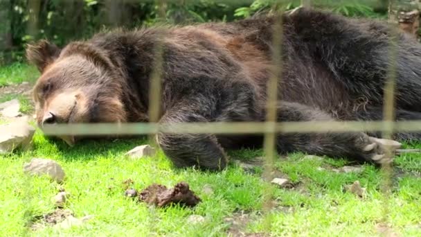 Brązowy niedźwiedź śpiący na zielonej trawie w zoo. — Wideo stockowe