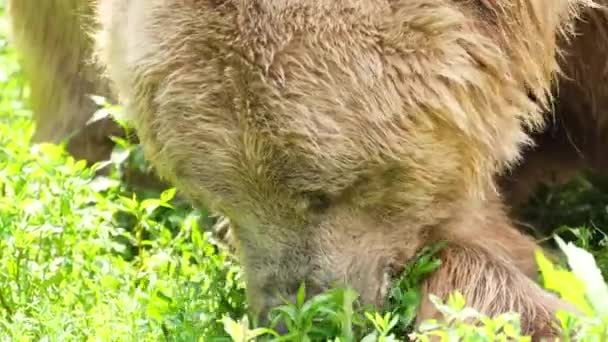 Vecchio orso bruno mangia erba nella foresta. — Video Stock