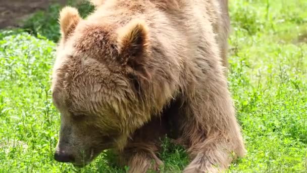 Oude bruine beer eet gras in het bos. — Stockvideo