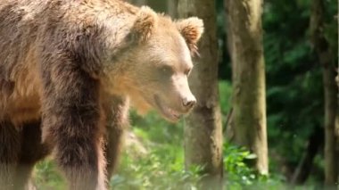 Büyük kahverengi bir ayı Alaska bahar ormanlarında yürüyor..