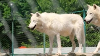 Kutup kurtlarından oluşan bir aile olan Canis Lupus Arctos tepede duruyor ve onu bir erkek takip ediyor..