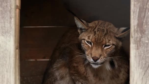 Eurasiatisk lodjur sitter i ett trähus på zoo — Stockvideo