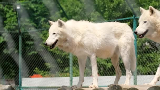 Una familia de lobos árticos, Canis lupus arctos, que se encuentra en la parte superior y es seguido por un macho. — Vídeos de Stock