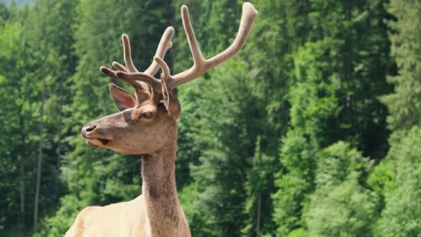 Lone red deer - jeden z největších druhů jelenů. — Stock video