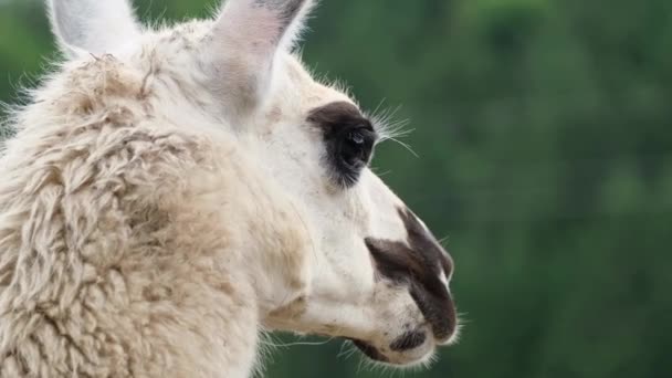 White alpaca stands alone and looks away. Llama animal close up head — Stock Video