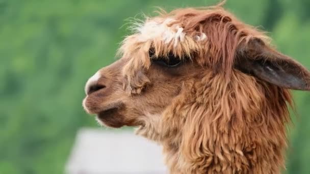Lama είναι ένα θηλαστικό της οικογένειας καμήλα της Νότιας Αμερικής, alpaca από κοντά — Αρχείο Βίντεο