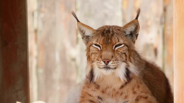 Ross Park Zoo, Lynx odpoczywa w swoim drewnianym domu — Wideo stockowe