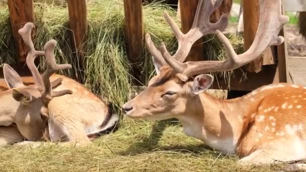 A Rénszarvas Rehabilitációs Farm az egyik legnagyobb szarvasfaj.. — Stock videók