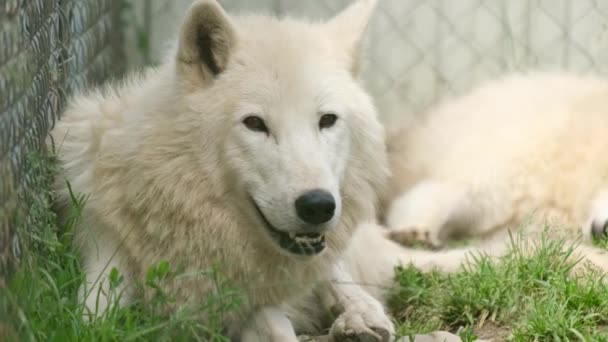 Una familia de lobos árticos descansa sobre la hierba verde. — Vídeos de Stock