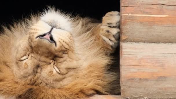 Belo leão grande está descansando em uma casa de madeira no zoológico. — Vídeo de Stock