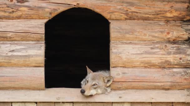 Ross Park Zoo, Lynx está descansando en su casa de madera — Vídeos de Stock