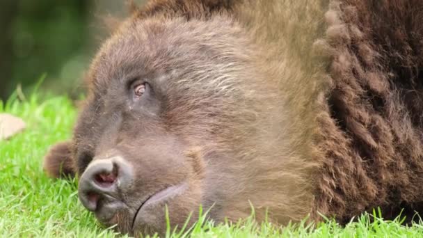 Brunbjörnen vilar i djurparken. Ett djur i fångenskap. — Stockvideo