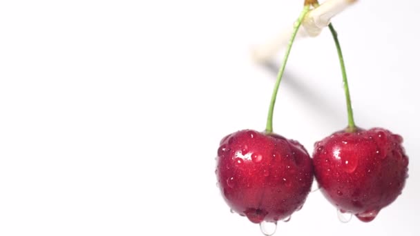 Färska mogna körsbär med vattendroppar på. Körsbär på en vit bakgrund isolerad. — Stockvideo
