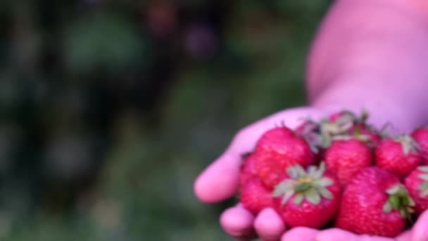Färska röda jordgubbar i en flickas handflata. — Stockvideo