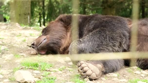 갈색 곰은 동물원에서 쉬고 있다. 잡혀 있는 동물. — 비디오