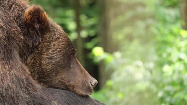 Μια μεγάλη αρκούδα γκρίζλι κοιμάται στο δάσος. Η άγρια φύση. — Αρχείο Βίντεο
