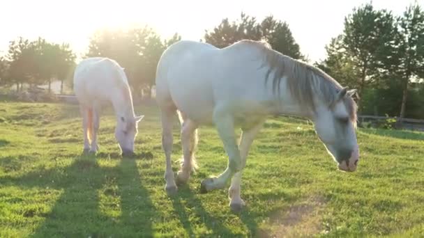 Vackra vita hästar på en grön äng vid solnedgången. — Stockvideo