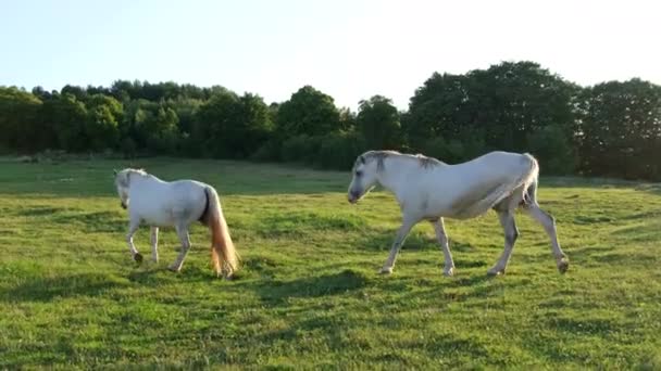 Zeitlupe von weißen Pferden, die im Sommer bei sonnigem Wetter auf einem Bauernhof grasen — Stockvideo