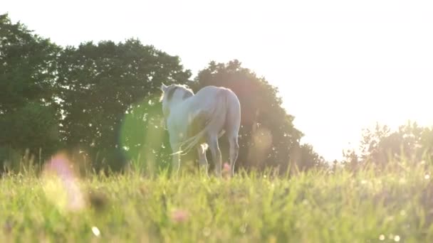 Hezký bílý kůň na zeleném trávníku. Hřebec při západu slunce. Úžasné pozadí krajiny. — Stock video