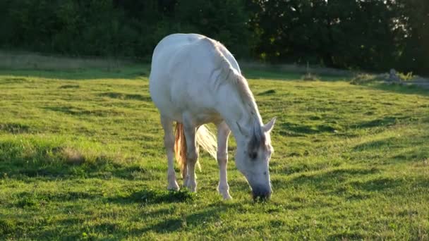 Λευκό άλογο βόσκει σε ένα πράσινο γκαζόν. Αθλητική φυλή αλόγων — Αρχείο Βίντεο