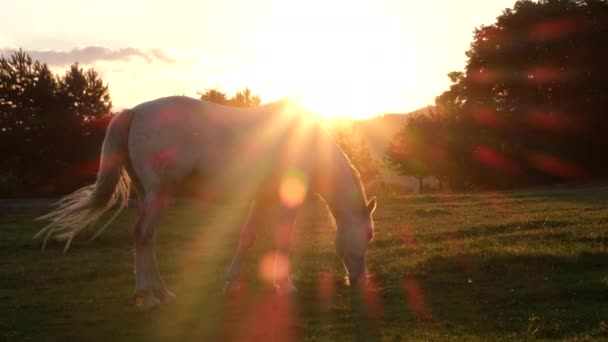 Beau cheval blanc au coucher du soleil. Reste des animaux sous le soleil d'été. — Video