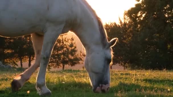 Biały koń je zieloną trawę o zachodzie słońca. Ranczo konne w Chicago, USA. — Wideo stockowe