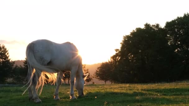 Biały koń je zieloną trawę o zachodzie słońca. Ranczo konne w Chicago, USA. — Wideo stockowe