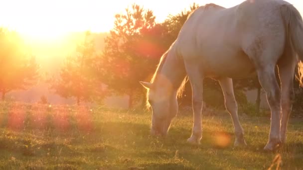 Όμορφο άλογο το ηλιοβασίλεμα. Η περιοχή Montana Horse είναι η καρδιά της Αμερικής. — Αρχείο Βίντεο