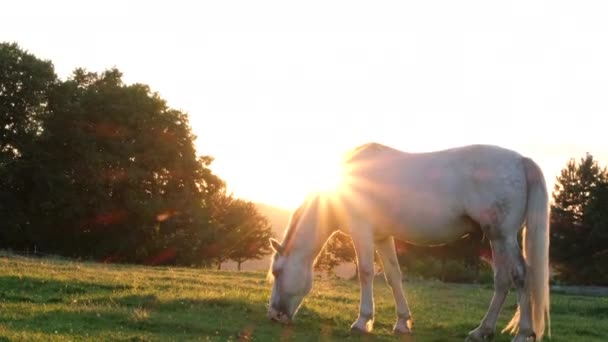 Un cavallo bianco della Mustang mangia erba ai piedi dei monti Graviola vicino Ennis, Montana — Video Stock