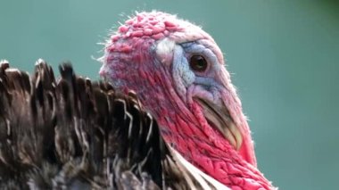 Güzel bir kırmızı hindinin kafası.