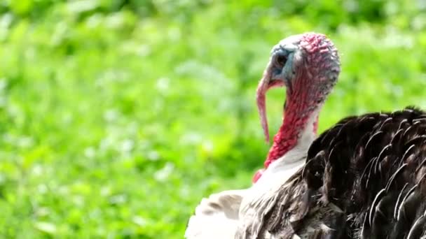 Big turkey on a green lawn in the garden, rural landscape. — Stock Video