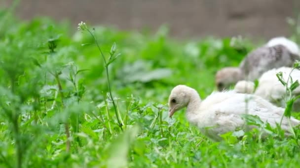 Kleine kalkoenen op het groene gras. — Stockvideo