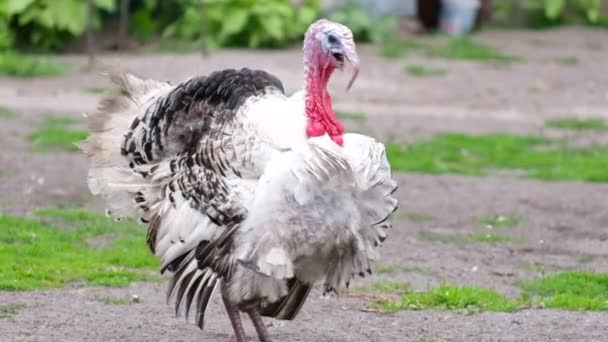 Grande ancho pecho blanco pavo caminar en granja. — Vídeo de stock