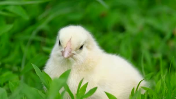 Pollito amarillo sentado en la hierba verde y picoteando la hierba. — Vídeos de Stock