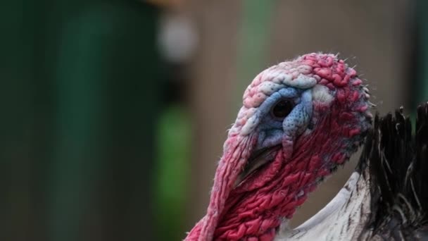 Bela ave de peru doméstica com uma cabeça vermelha em um prado verde fresco — Vídeo de Stock