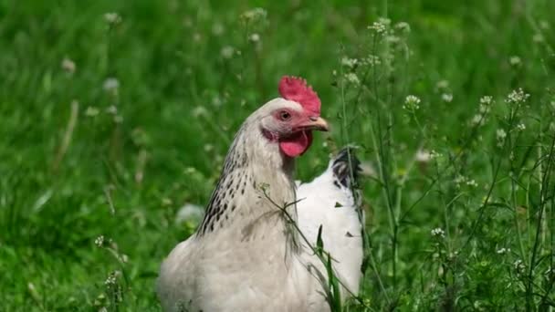 Pollo blanco pastando en una granja. — Vídeos de Stock