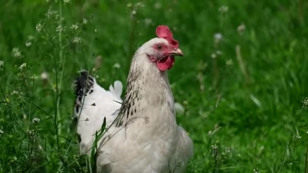 Pollo pastando en el jardín, campo libre. — Vídeo de stock