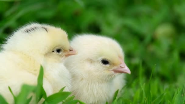 Malá žlutá kuřátka sedící v travnatém konceptu: zemědělství, ekologie, biologie. — Stock video