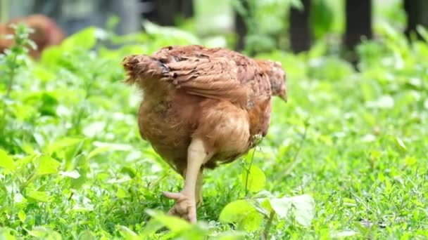 Pollo joven rojo camina en el patio del pueblo. — Vídeo de stock