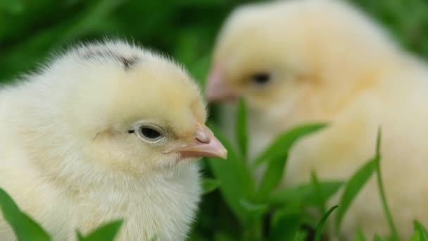 Två små gula kycklingar som sitter i gräset. — Stockvideo
