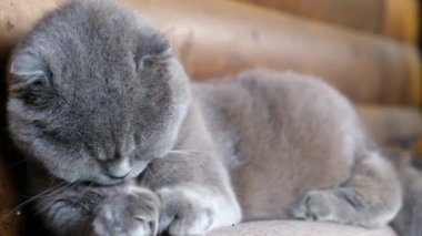 İngiliz kedisi ayaklarını yalayarak yıkanıyor. İngiliz kedisi yaklaş. İyi bakımlı evcil hayvan..