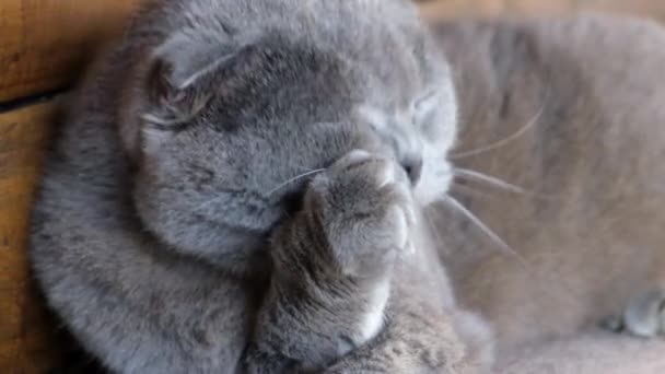 British cat washes its paw. British cat close up. Well-groomed pet. — Stock Video