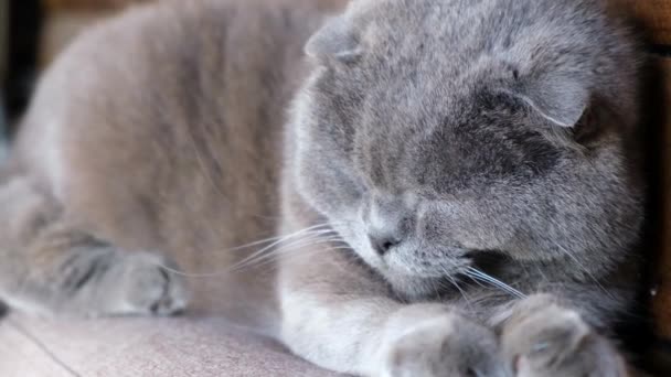 Un chat britannique gris à poil court dort et dort à l'extérieur. — Video