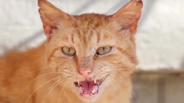 Un chat rouge malade miaule en demandant de l'aide. — Video