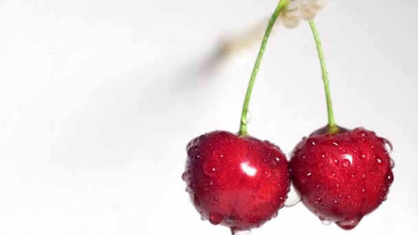 Primer plano de una cereza roja madura húmeda. Cerezas sobre fondo blanco. — Vídeos de Stock